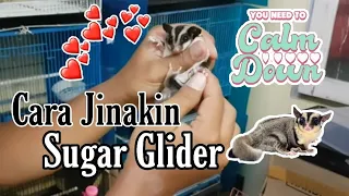 4 CARA MUDAH MENJINAKAN SUGAR GLIDER