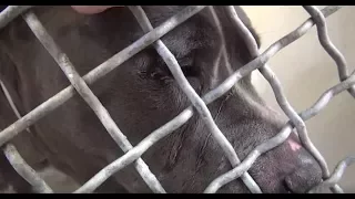 Heartbroken Pit Bull Cries After His Family Leaves Him In A Shelter