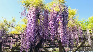 The Bloom of Wisteria in Tokyo