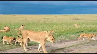 LIONS CUBS LOOKING SO HUNGRY!BUT MOTHER IS IGNORING THEM.#viralvideo#shortvideo