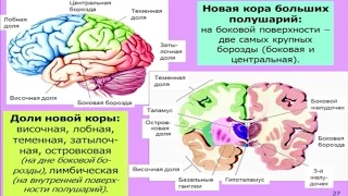Дубынин Вячеслав - Мозг: общие принципы. Центры потребностей
