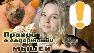 20 вещей которые надо знать о МЫШКАХ, прежде чем завести.