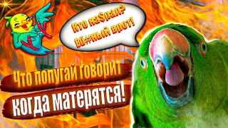 Что  говорят попугаи когда матерятся это просто смех!