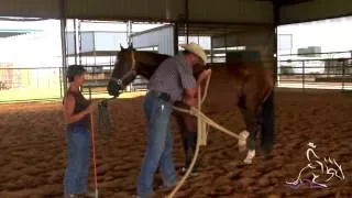 Horse Training - Teach a Horse to Hold Its Back Leg Up With Pete Kyle