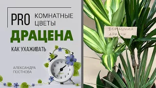 Комнатное растение для дома и офиса. Ее любят почти все - домашняя Драцена - знакомая незнакомка