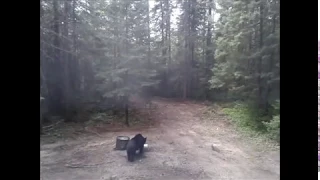 Black bear hunt death moan M1A