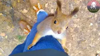 Mama Squirrel Begged A Man To Follow Her,Then He Found Something Terrible