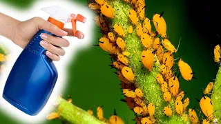 How To Make the Strongest Organic Insecticide in 3 Minutes For Aphids, Whitefly, Beetles & Ants