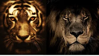 LION vs TIGER | When The Two Beasts Meet | Who Will Win? | By Mr JAM Speaks