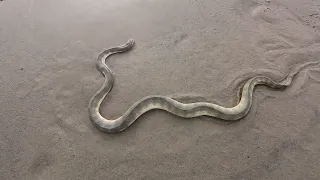 Hook Nosed Sea Snake