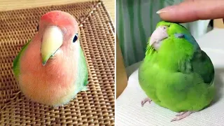 Baby Animals 🔴 Funny Parrots and Cute Birds Compilation (2021) Loros Adorables Recopilación #38