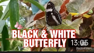 Black& White Butterfly,may dalang mensahe