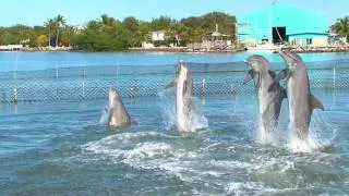 Dolphin Dance Video