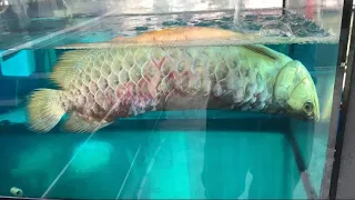 PAALAM Cong the Arowana