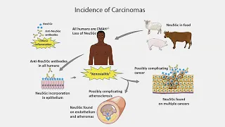 CARTA: Comparative Anthropogeny: Incidence of Carcinomas