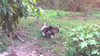 2 turkeys vs one rooster