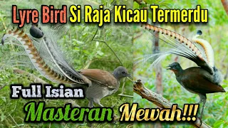 lyrebird, SUARA KICAU TERMERDU DI DUNIA, cocok buat masteran semua jenis burung mewah