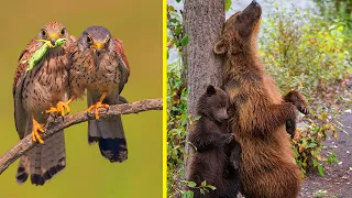 Wildlife Photographer Of The Year 2022 Awards