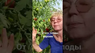 удаление листьев у томата. сколько и когда