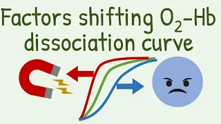 Factors Shifting Oxygen Hemoglobin Dissociation Curve