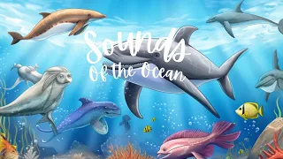 Animal Sounds for Kids & Babies | Sounds of the Ocean | Professor Wonder Teaches Animal Sounds