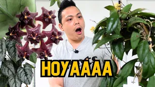 CAN I GET A HOYAAAA 😍 Hoya Plant Chores | repot, flowers, propagations 🌱 indoor houseplant care