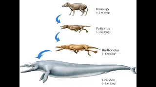КРАТКО об эволюции китов/ археоцеты, протоценты, пакицент