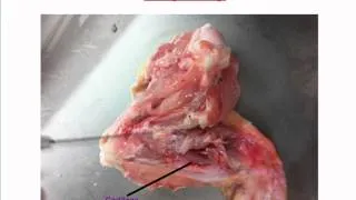 Dissection of a Chicken Wing
