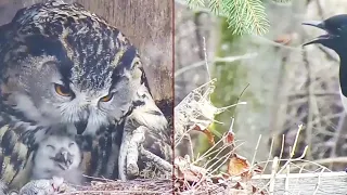Kassikakk::Eagle Owl~ A Magpie landed on the nest box, during a feeding~8:02 am 2024/04/24