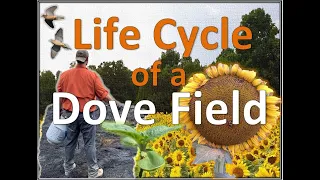 DOVE FIELD Transformation | Start to Finish Planting & Preparing a Dove Field for Hunting