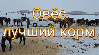 Табунное коневодство| Много снега.| Кормление лошадей в поле.