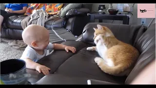 MEME MARATHON | Funniest Cat Videos Compilation Volume #52