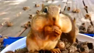 cute chipmunk eating peanuts. 😍