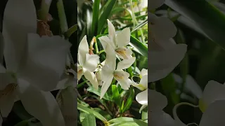 Snowwhite orchids in the city