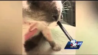 Cat shot with an arrow continues recovery