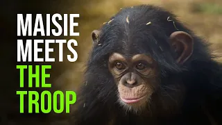 Maisie the Baby Chimp Meets her New Troopmates!