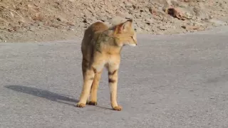 Jungle Cat vs Yellow-throated Martens rare video