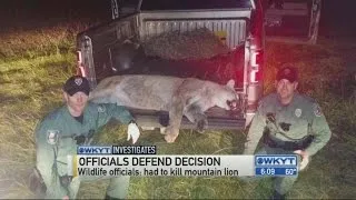 Officials defend mountain lion decision