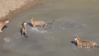 4 Tigers vs 1 Duck