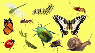 Insects for kids (Vocabulary and Sounds) - Learn insect names in English