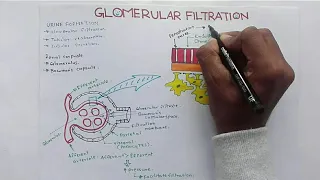 Glomerular Filtration, GFR and Factors Affecting Glomerular Filtration Rate(GFR)