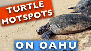 Where Can I See Turtles on Oahu?