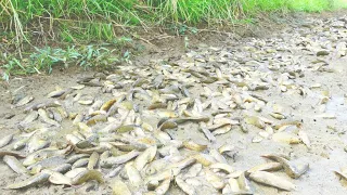 Amazing Video Fishing - Fishing In Dry Season - A Lot Of Fish In Mud - tyriq 1256