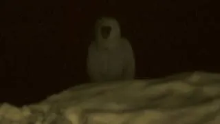 DISTURBING YETI ATTACK CAUGHT ON VIDEO