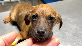 Scared sick puppy abandoned in garbage dump is the happiest dog now!