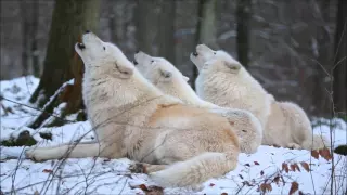 Arctic Wolves haunting howling