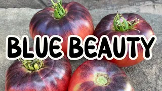 Помидоры Blue Beauty: руководство по выращиванию, обрезке, мульчированию, сбору урожая и обзору