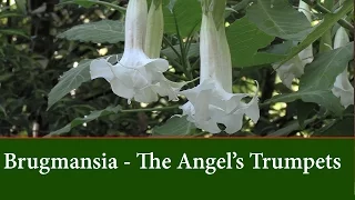 Brugmansia | Angel's Trumpets - Varieties and how to grow them