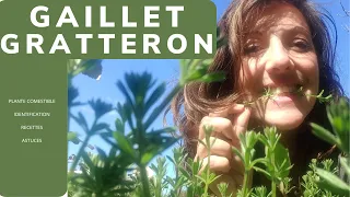 Gaillet gratteron, plante comestible detox, recettes, astuces, identification!