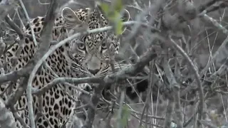 SafariLive- Tlalamba lost her kill to dad, but she scared a hyena!